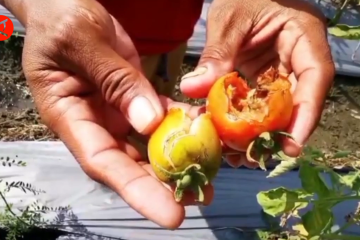 Anomali cuaca undang organisme perusak tomat dan cabai di Madiun