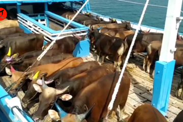 Bantu stok hewan kurban Kalimatan, Sulteng kirimkan 262 ekor sapi