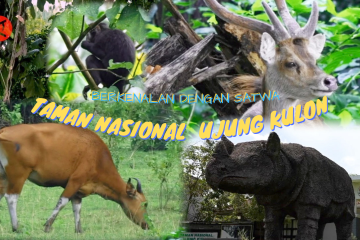 Berkenalan dengan satwa Taman Nasional Ujung Kulon