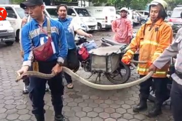 Damkar Cirebon tangkap ular kobra di kantor jasa ekspedisi