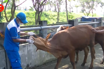 DKPPP Temanggung perketat pengawasan kesehatan hewan kurban