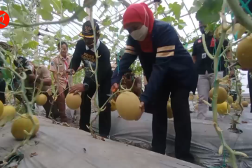 Gubenur Jatim panen melon emas di Madiun