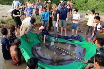 Ikan air tawar terbesar di dunia ditemukan di Sungai Mekong, Kamboja