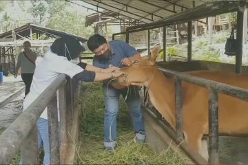 Jambi bentuk Gugus Tugas penanganan wabah PMK