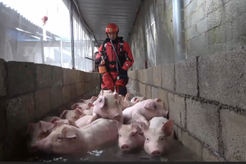 Menengok evakuasi 1.000 ekor lebih babi dari banjir di Guangxi