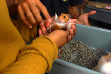 Meraup untung jutaan rupiah dari beternak hamster