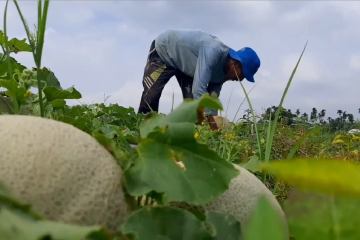 Petani melon bertahan ditengah omzet yang menurun