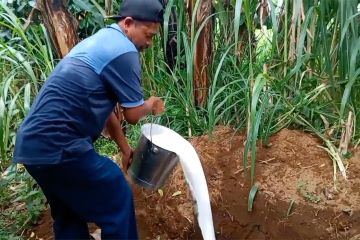 Peternak sapi perah di Ponorogo terpaksa buang susu setiap hari