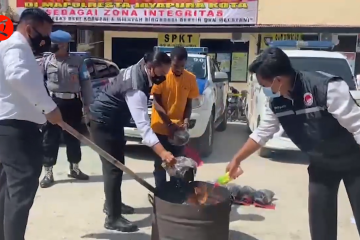 Polresta Jayapura musnahkan 21 kg ganja asal Papua Nugini