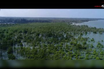 Presiden targetkan 360 juta bibit mangrove disemai setiap tahun