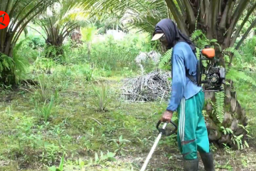 Program SJB jadi solusi petani perkebunan sawit di dalam hutan Kalteng