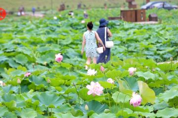 400.000 meter persegi lotus luar angkasa bermekaran di Chongqing