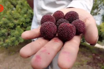 Berkah buah waxberry bagi petani di pegunungan China timur