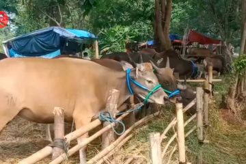 DKP Kota Tangerang pastikan 60 persen sapi kurban sembuh dari PMK