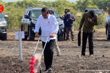 Panen sorgum di Sumba Timur, Presiden dorong jadi alternatif pangan