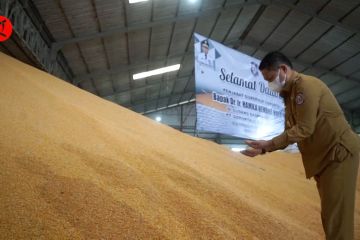 Gorontalo dorong produksi jagung tingkatkan ekonomi masyarakat