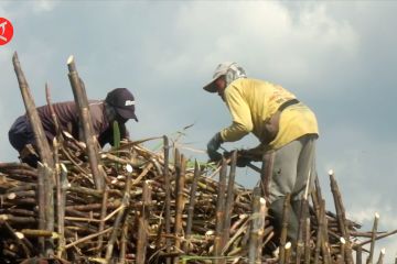 Pemberdayaan masyarakat dari hulu - hilir industri gula Glenmore