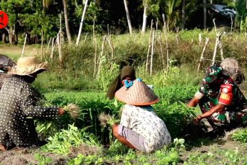 Tingkatkan perekonomian, Babinsa ajarkan warga manfaatkan lahan tidur