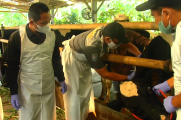 Sapi perah jadi sasaran vaksinasi PMK tahap pertama di Lumajang