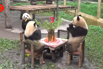 Tiga pasang anak panda kembar rayakan ultah di Chongqing