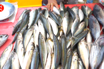 Tuna dan Nike, jenis ikan yang pengaruhi inflasi Gorontalo