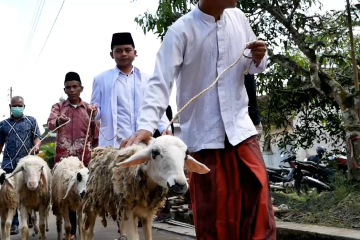 UIN Salatiga salurkan domba untuk guru ngaji