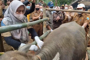 Vaksinasi PMK di Pandeglang dahulukan daerah lumbung kerbau