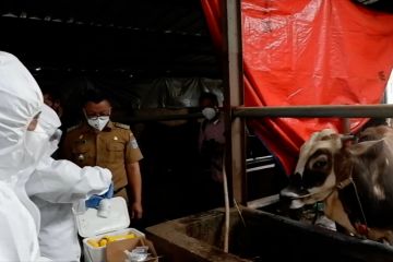 Vaksinasi PMK dimulai, Bandung prioritaskan ternak di lokasi sebaran