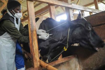 Dinas Peternakan Kuningan sasar 20.000 ekor sapi divaksinasi PMK