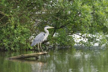 Kawasan ekowisata habitat burung Blekok terima 15.000 bibit mangrove