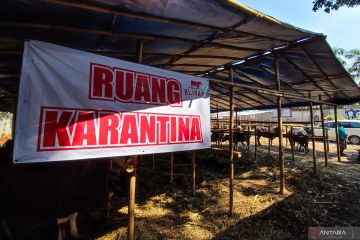 Petugas temukan cacing hati pada tiga sapi kurban di Pasar Rebo