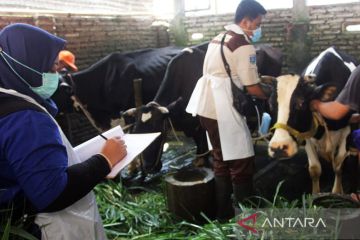 Ribuan sapi di Probolinggo divaksin PMK jelang Idul Adha