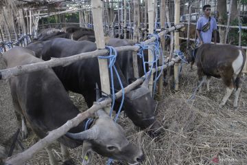 NTT kirim 28.826 ekor sapi untuk Idul Adha