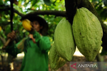 BRIN dampingi pelaku usaha optimalkan pemanfaatan hasil riset kakao