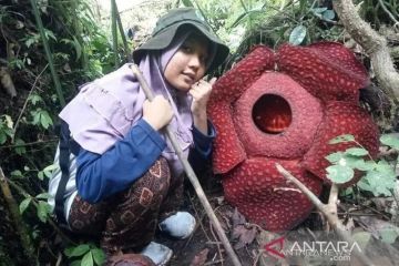 Bunga Rafflesia mekar sempurna di halaman rumah warga Agam