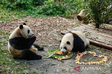 Ulang tahun ke-2 panda kembar He Hua dan He Ye