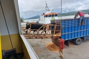 Pengiriman sapi dari Gorontalo Utara ke Tarakan tetap meningkat