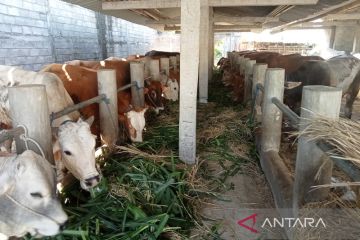 Kasus PMK hewan ternak di Bantul menembus angka 2.500 ekor