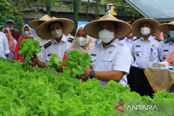 Tangerang kembangkan budi daya hidroponik karena permintaan naik