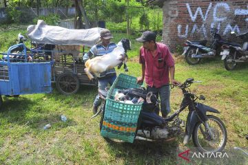 Jasa ojek kambing