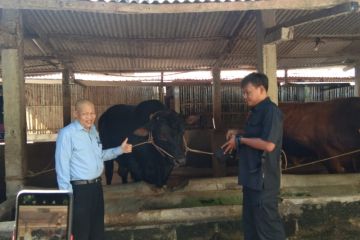Presiden Jokowi beli sapi 1,07 ton dari peternak Bantul untuk kurban