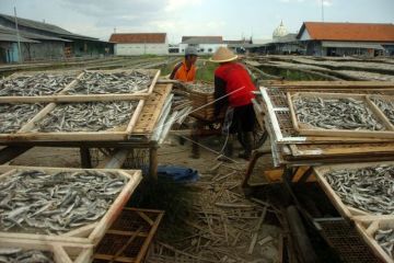 Harga ikan asin rebus naik