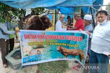 Masjid Jami As Salam Sampit terima sapi presiden seberat satu ton