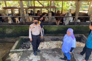 Jumlah hewan kurban di Kabupaten Mukomuko menurun