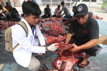 Penyembelihan hewan kurban Idul Adha