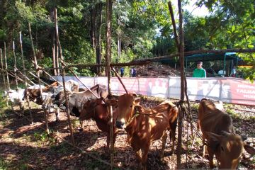 Masjid Agung Bangka potong 15 ekor sapi