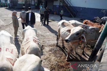 Anies beri jaminan ternak yang disembelih di RPH Dharma Jaya sehat