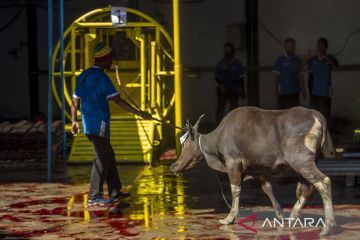 Penyembelihan hewan kurban menggunakan alat pemotong mekanis