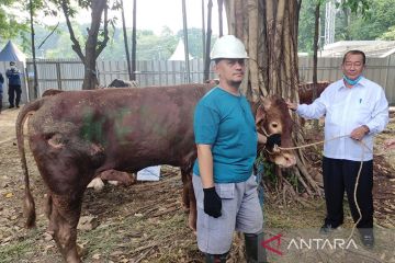 Kemenag serahkan sapi kurban ke Masjid Istiqlal