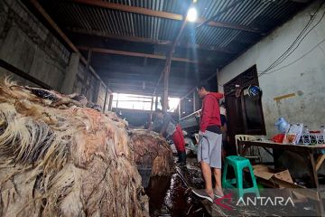 Pengepul kulit di Jakarta dulang rupiah setelah Idul Adha